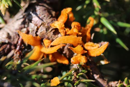 Gymnosporangium clavariiforme